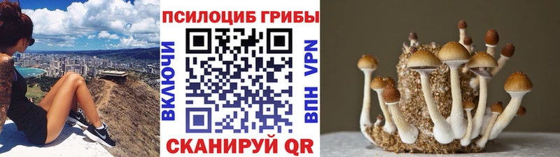 наркота  Алейск  МЕГА зеркало  Псилоцибиновые грибы GOLDEN TEACHER 